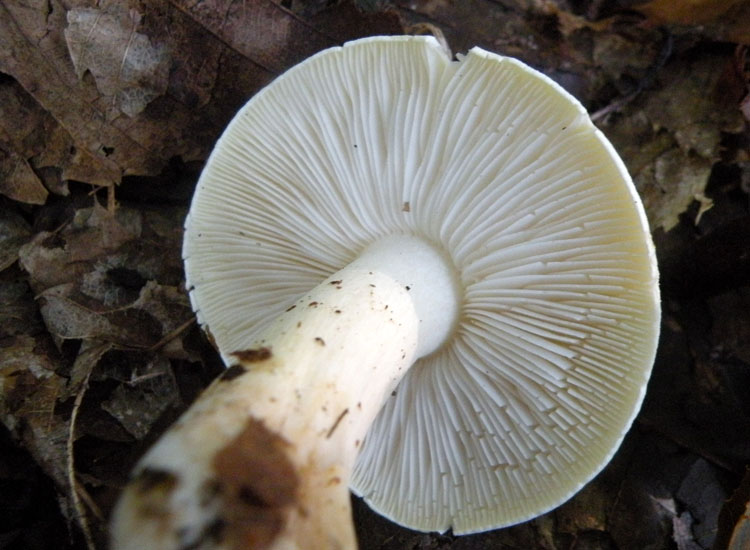 Russula fellea?